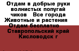 Отдам в добрые руки волнистых попугай.чиков - Все города Животные и растения » Отдам бесплатно   . Ставропольский край,Кисловодск г.